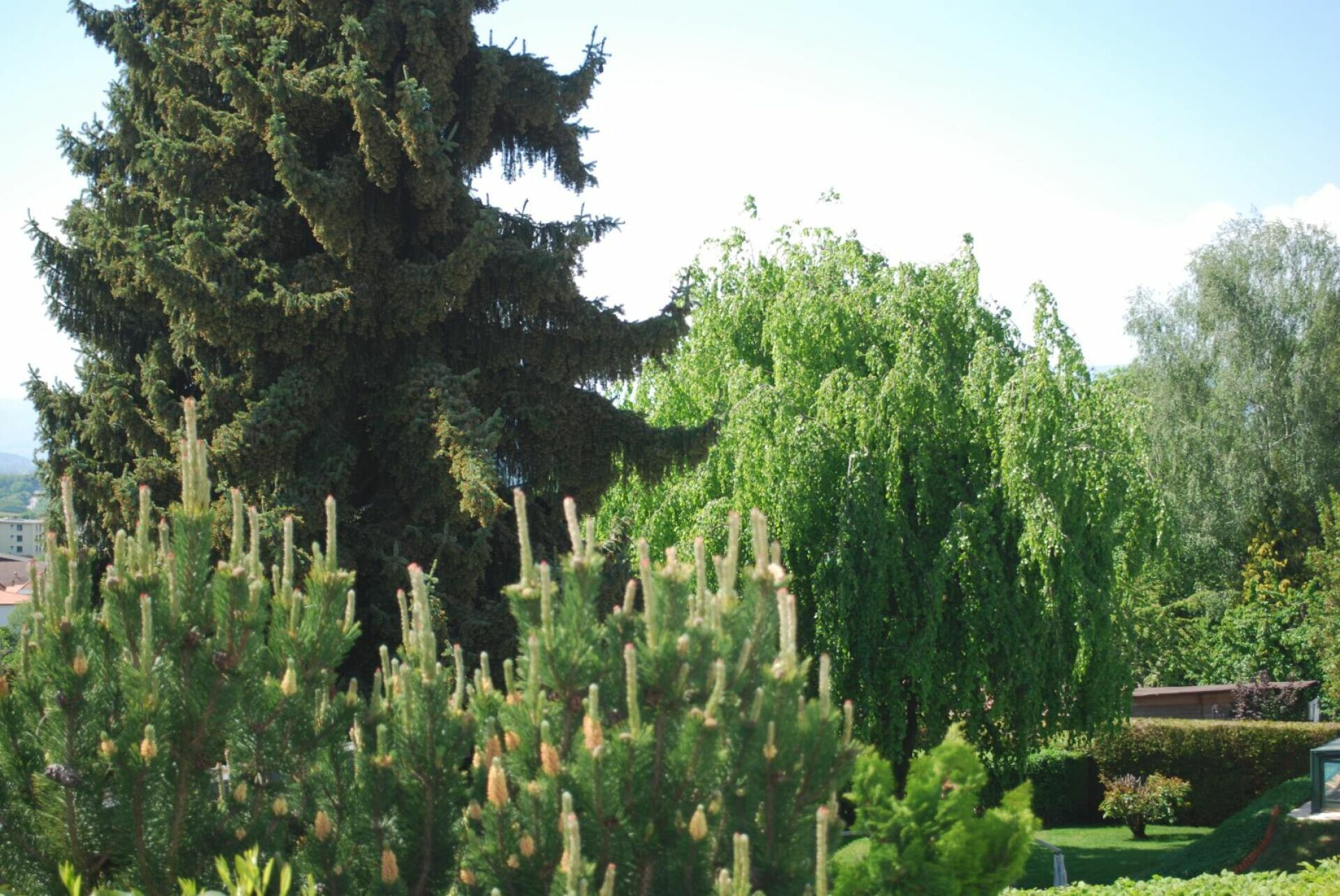 Blick in einen grünen Garten mit großen Bäumen