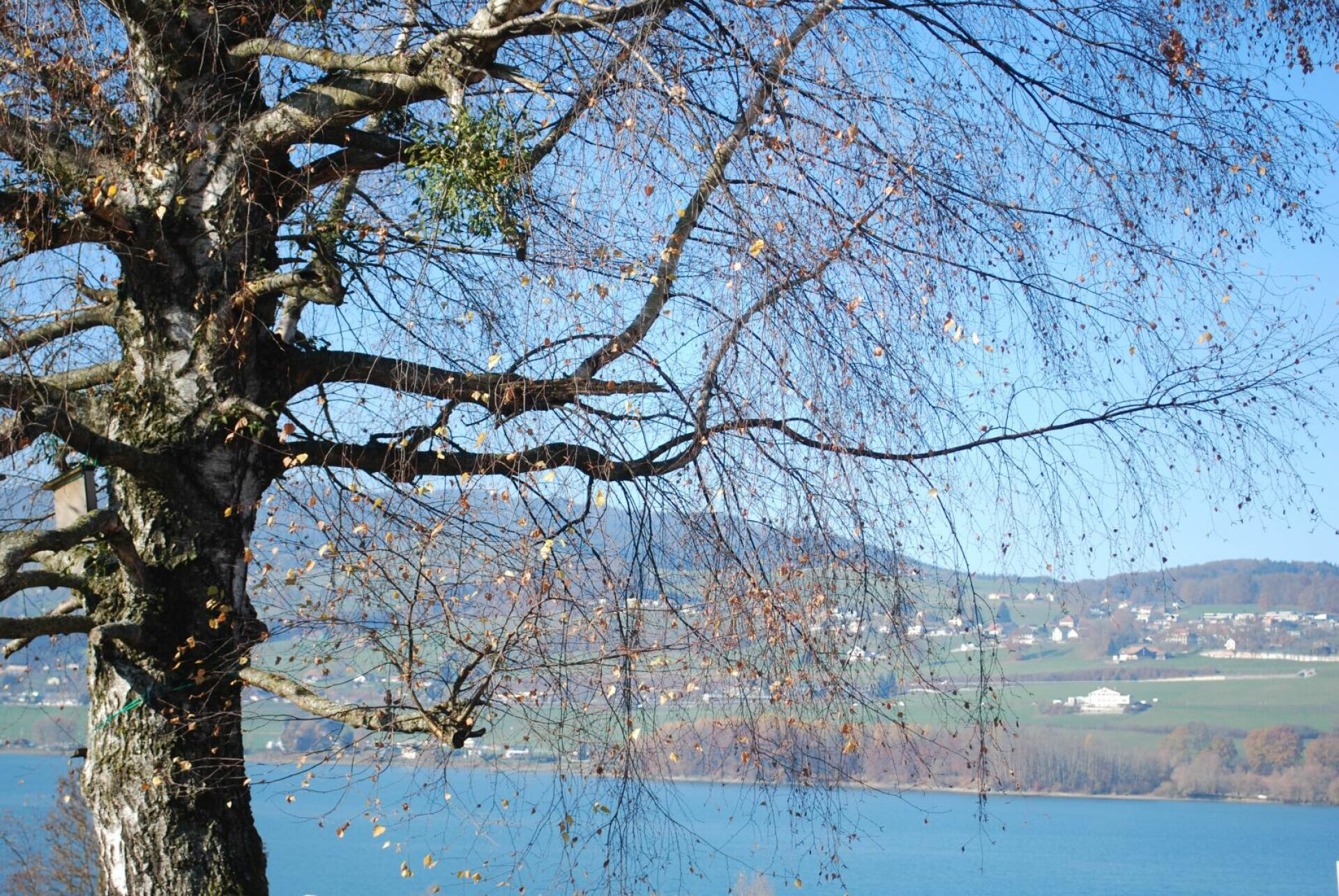 Blick auf Baum und Landschaft