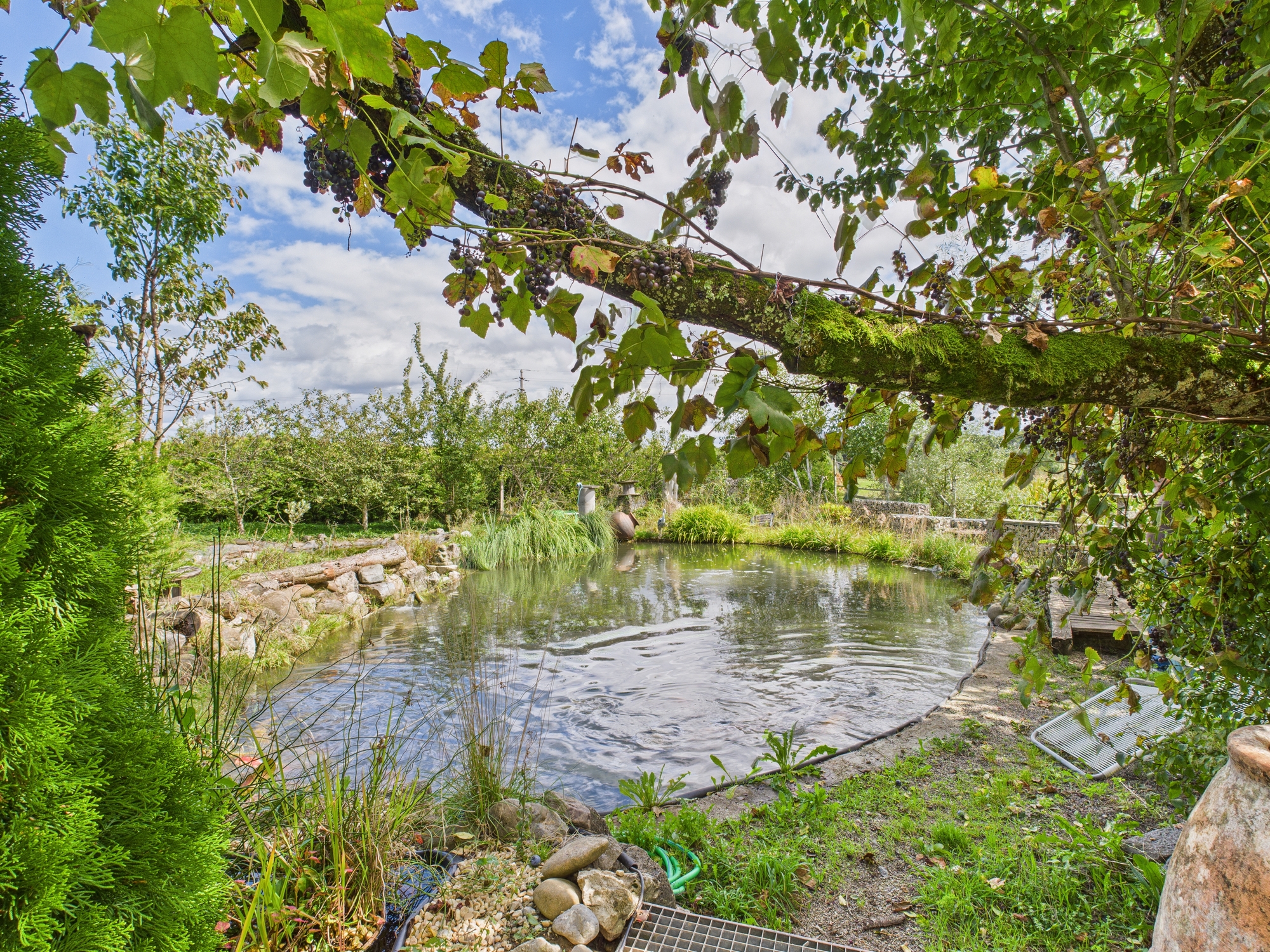 Gartenteich mit Weinranken