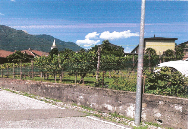 Landschaft mit Weinberg und Bergkulisse