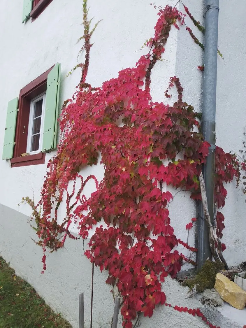 Außenwand mit rotem Rankbewuchs