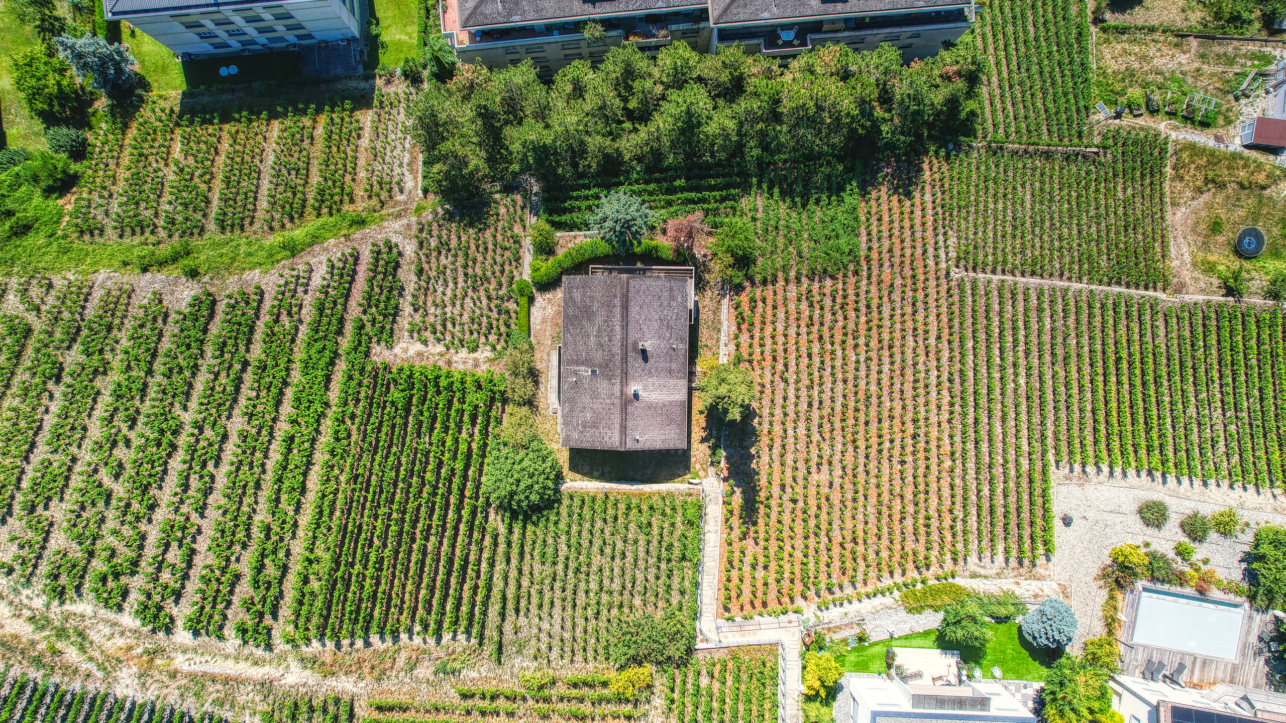 Luftaufnahme eines Weinbergs mit Wohnhaus