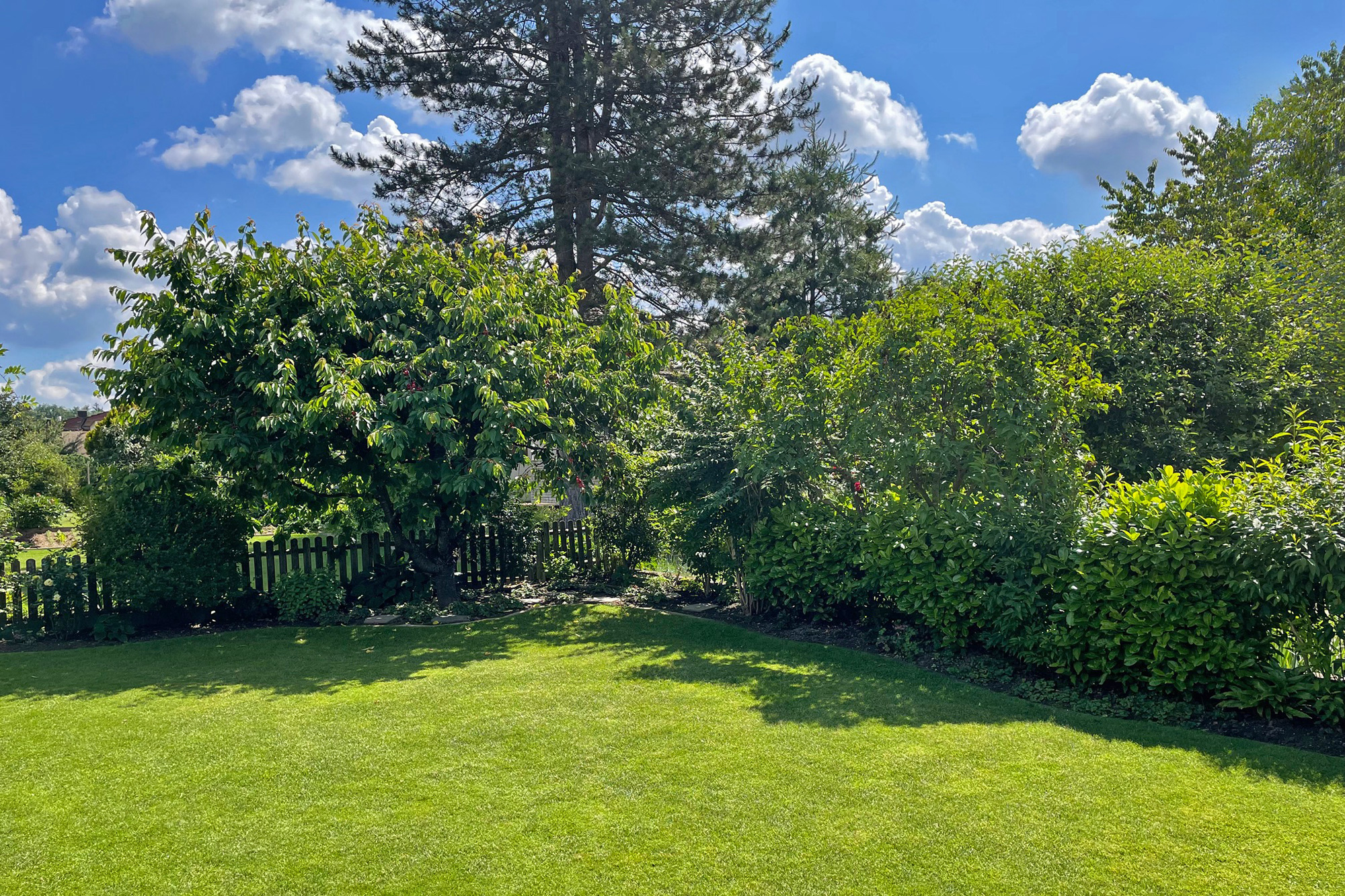 Grüner Garten mit Rasen und hohen Bäumen