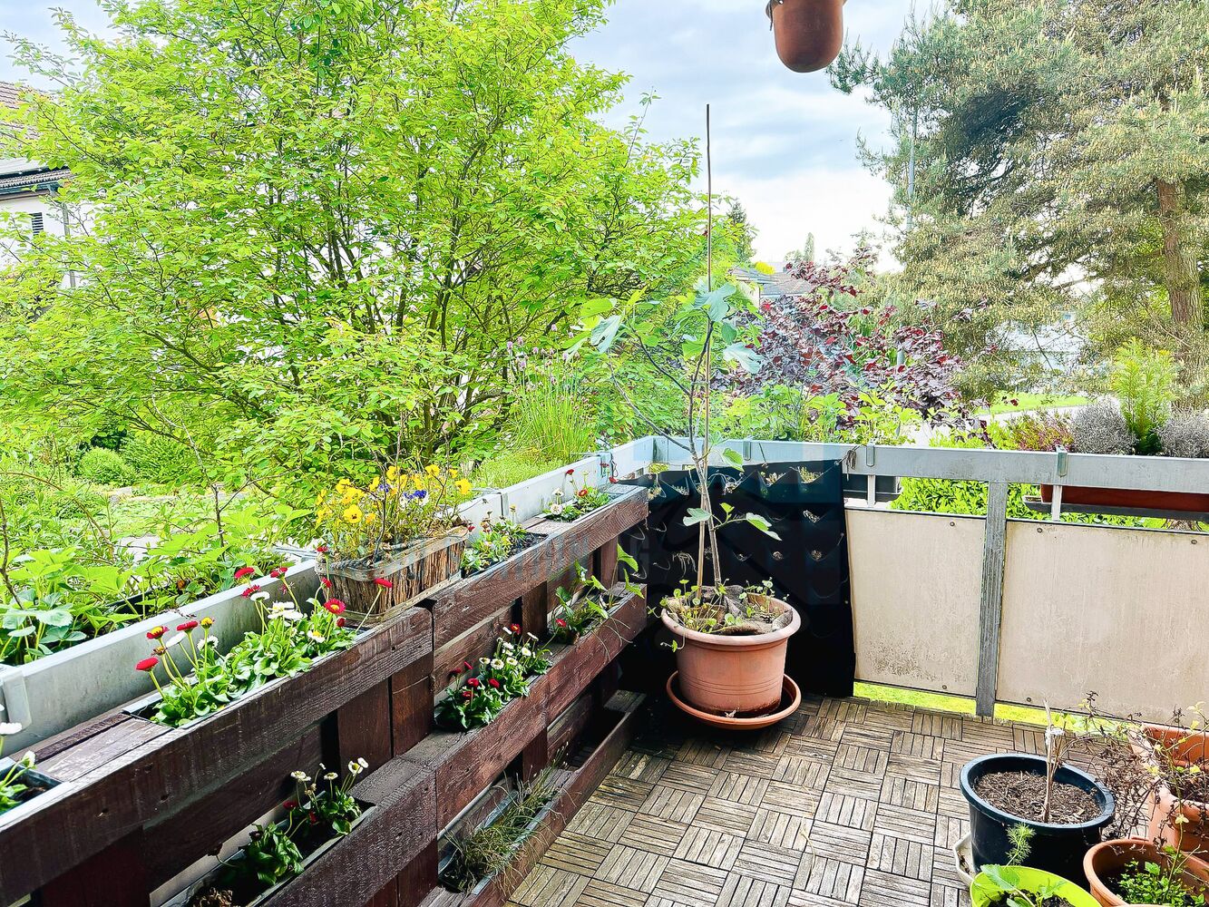 Begrünter Balkon mit vielen Pflanzkästen