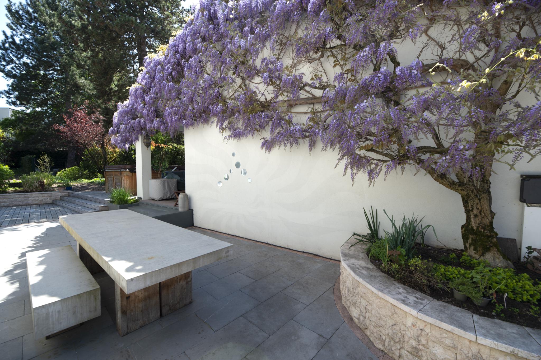Garten-Patio mit blühendem Blauregen