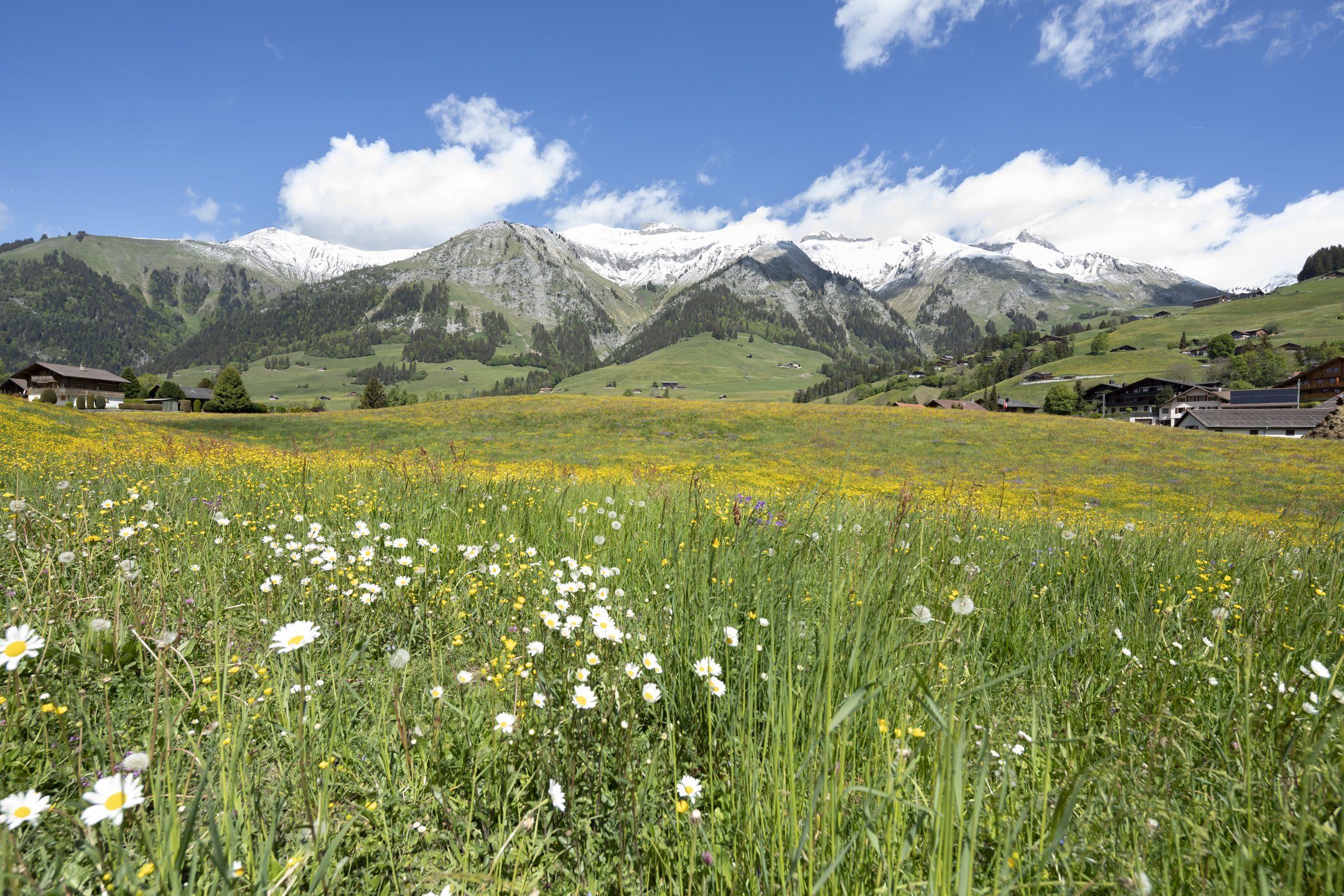 Alpenwiese mit Bergpanorama