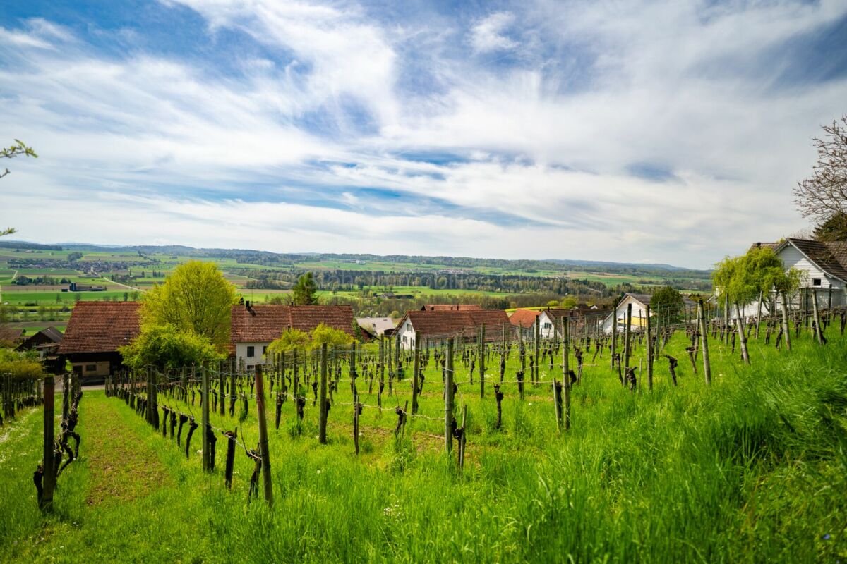 Weinberg mit Landschaftsblick