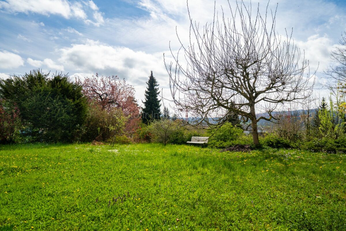 Garten mit Rasen und Bäumen