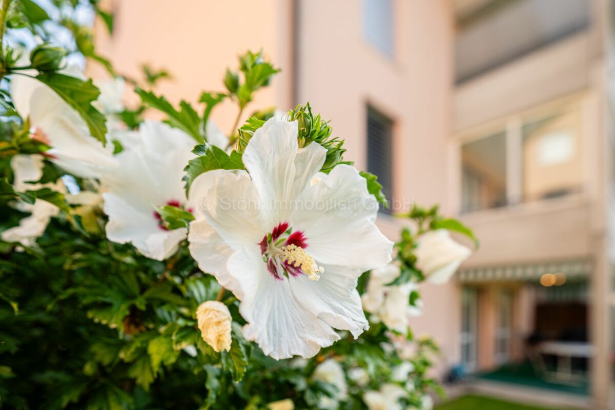 Blühende Hibiskuspflanze vor einem Wohngebäude