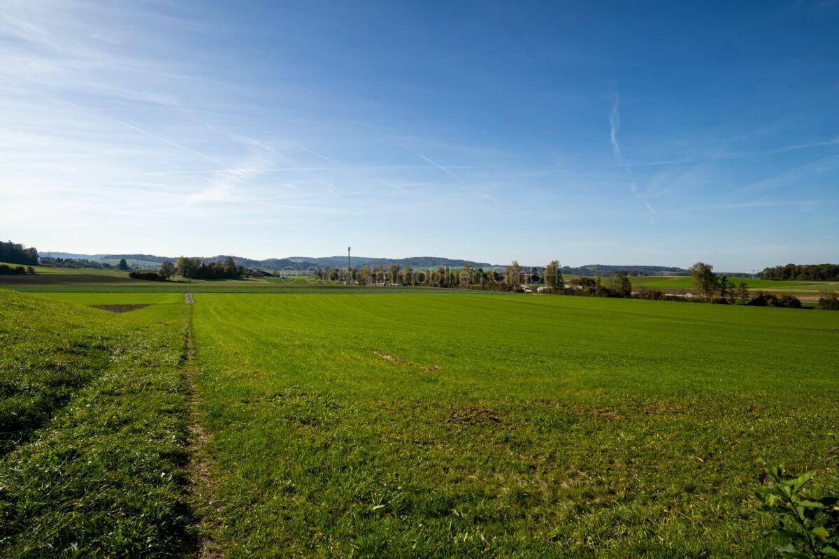 Landschaft mit Wiesen und Feldern