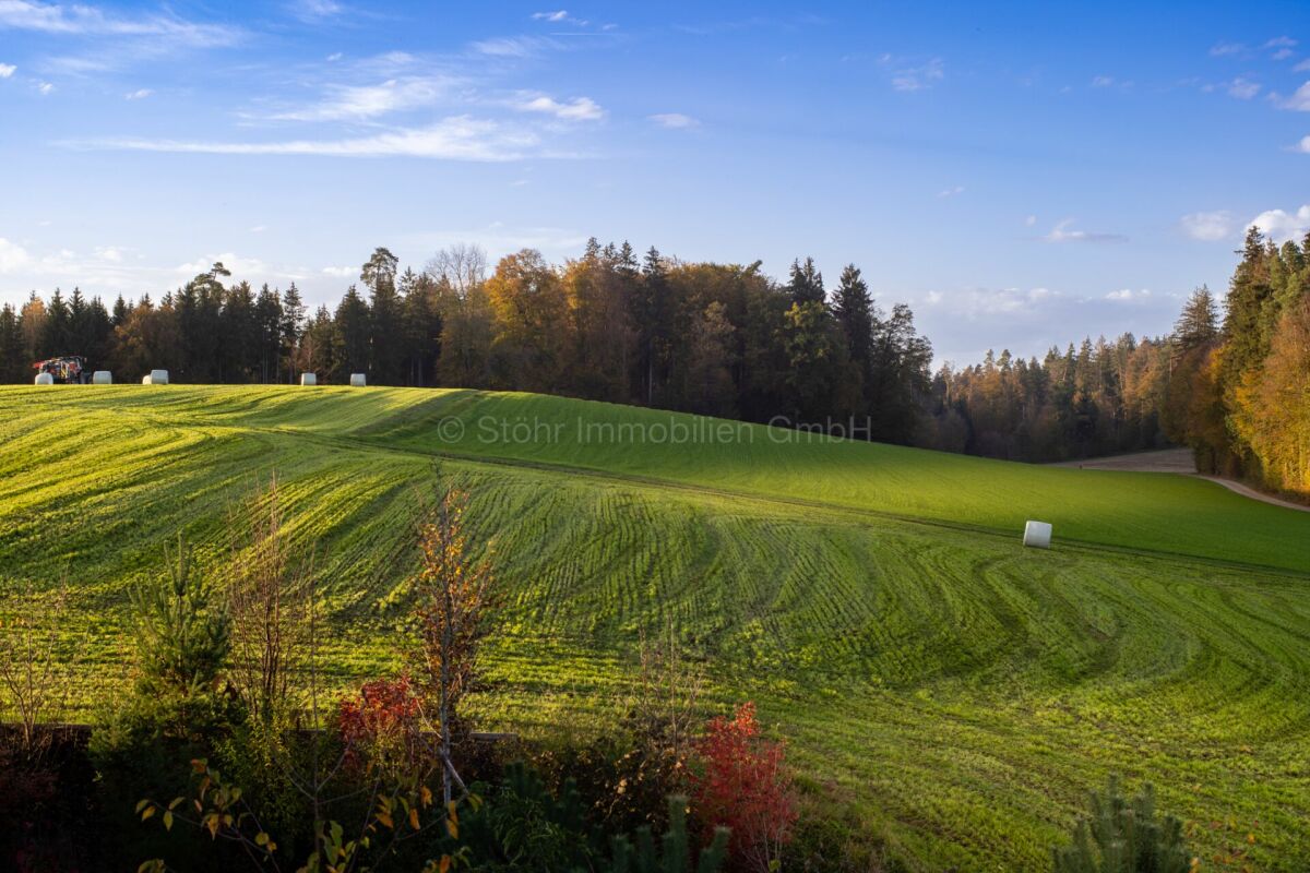 Landschaft mit Wiese und Wald