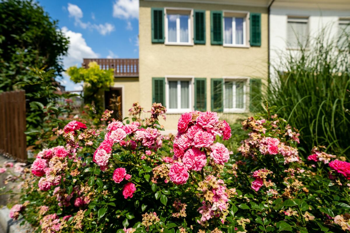 Gartenansicht eines Wohnhauses mit Rosen im Vordergrund