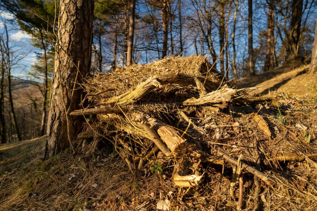 Waldhang mit Holzstapel
