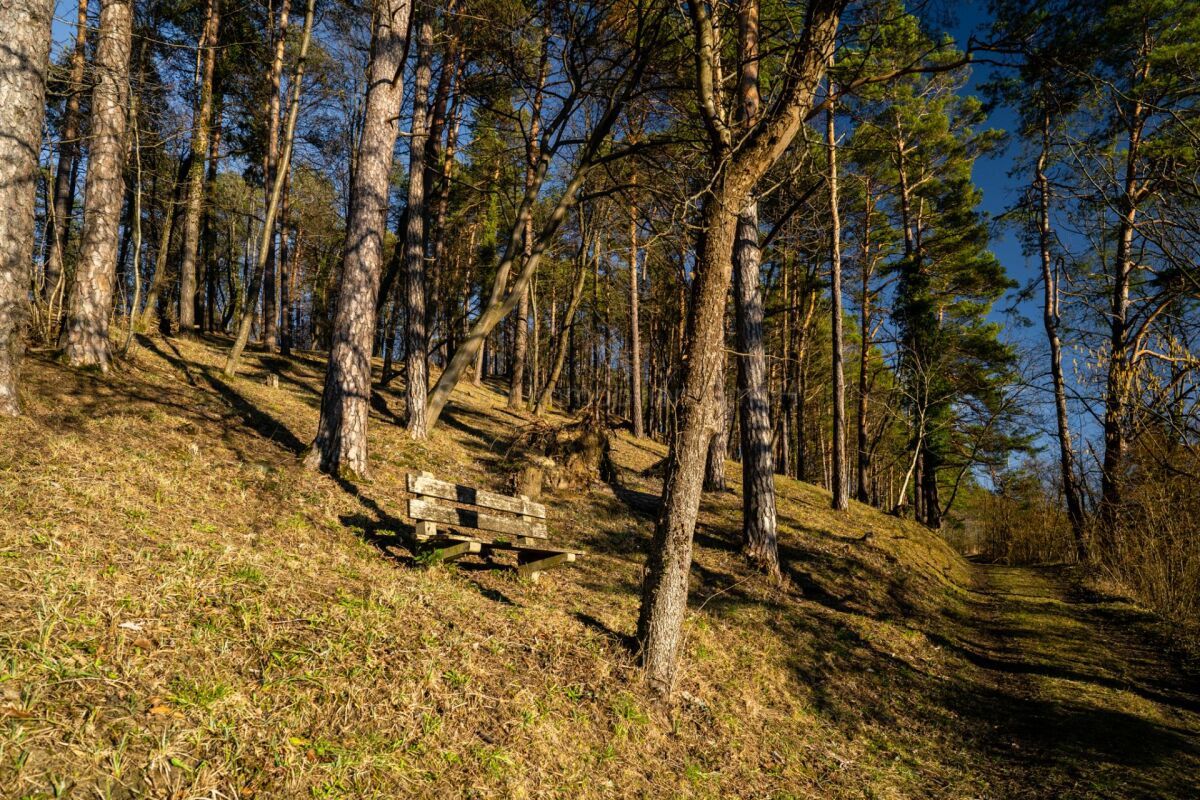 Waldhang mit Bank