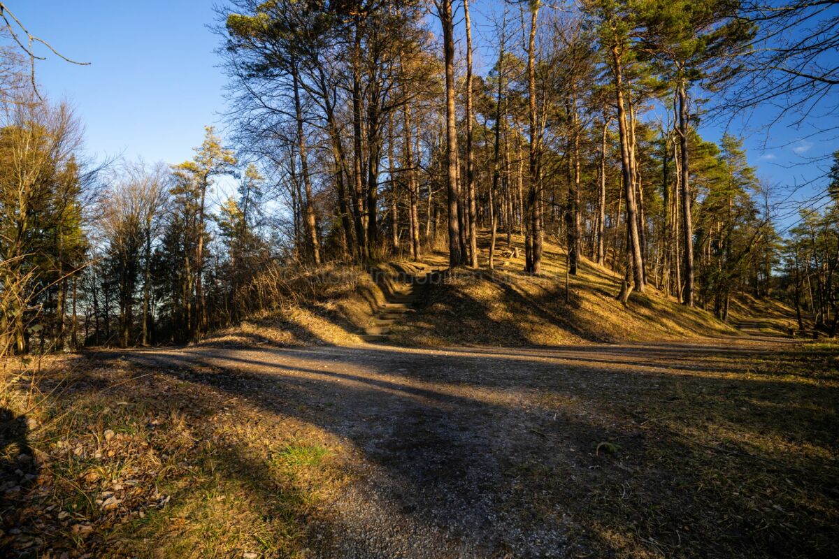 Waldweg mit Lichtung