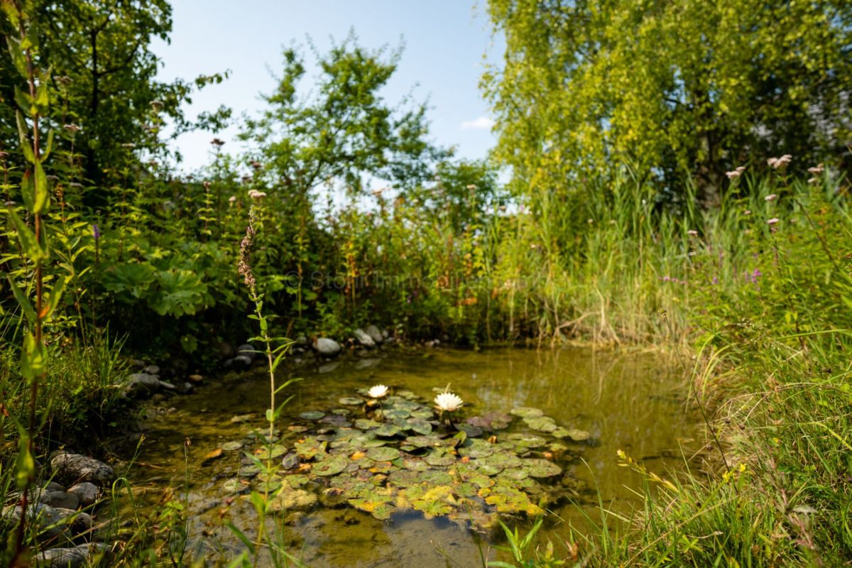 Naturnaher Gartenteich
