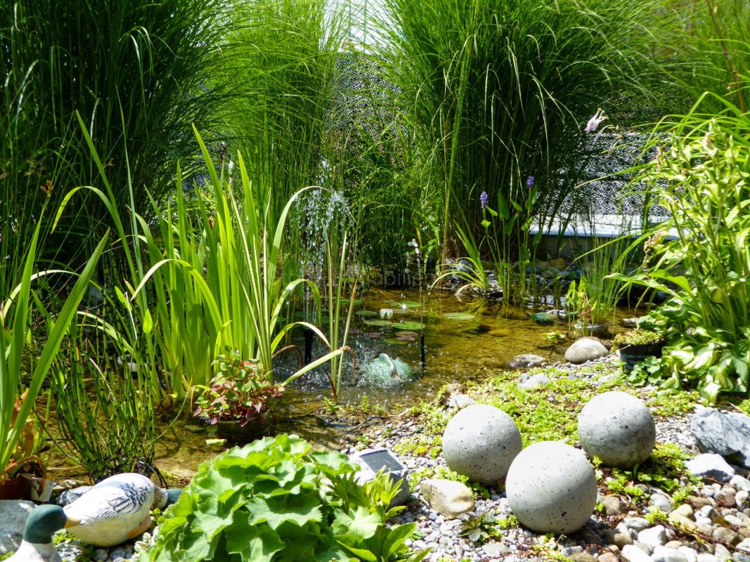 Garten mit Teich und Ziergräsern