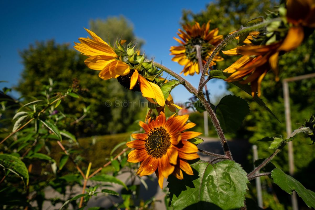Sonnenblumen im Garten