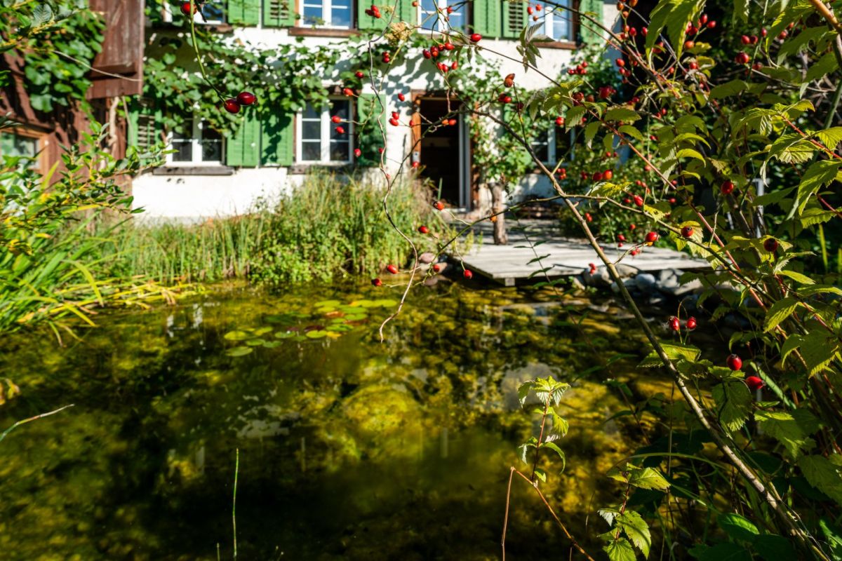 Gartenansicht mit Teich und Hausfassade