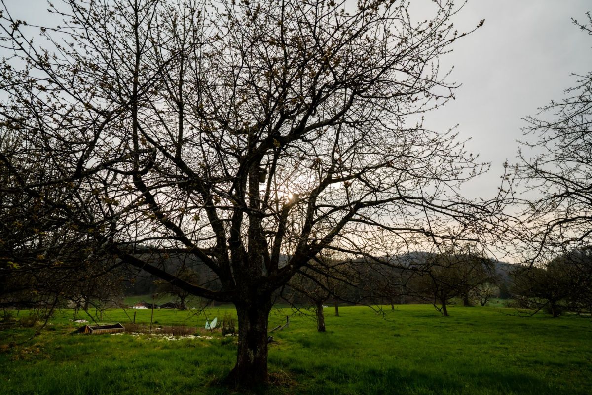 Landschaft mit großem Baum