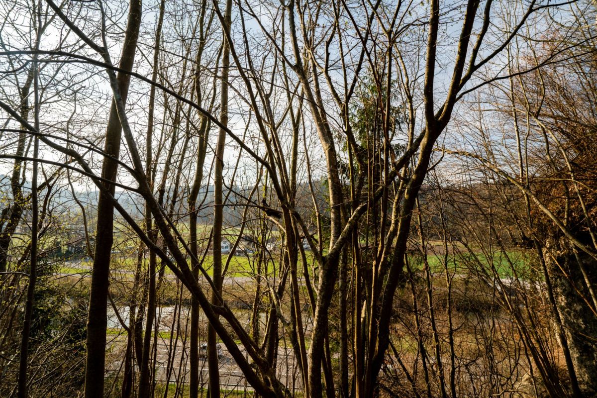 Blick durch kahle Bäume ins Umland