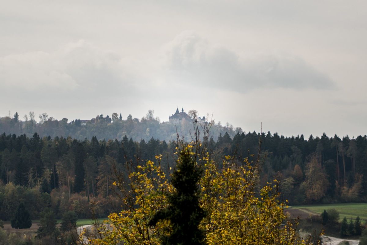 Landschaftsblick mit Wald und Schloss auf einem Hügel