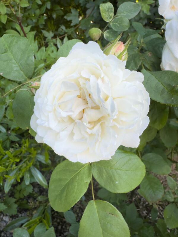 Weiße Rose im Garten