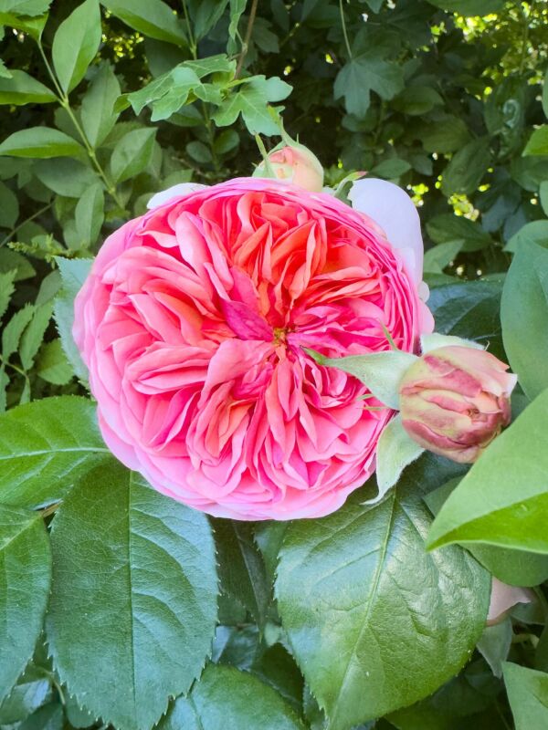 Pinke Rose im Garten