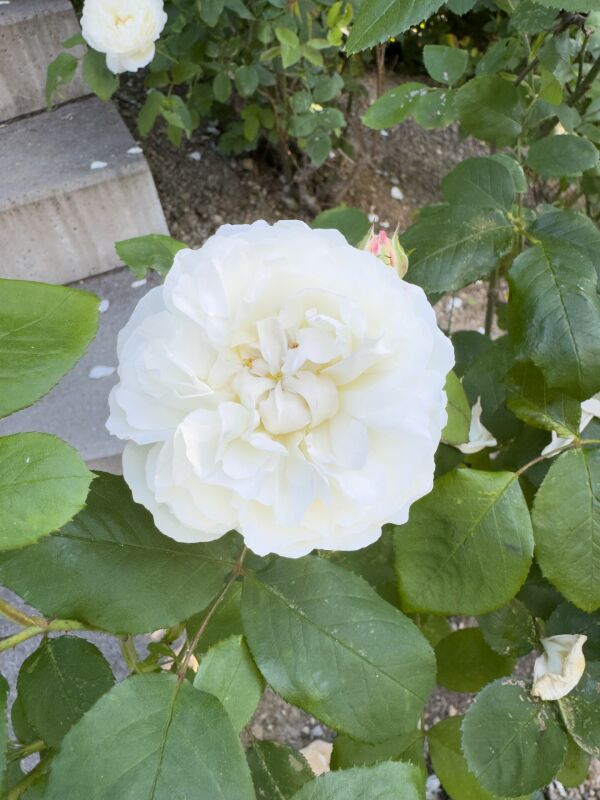 Weiße Rose im Garten