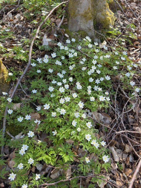 Waldboden mit weißen Frühlingsblüten