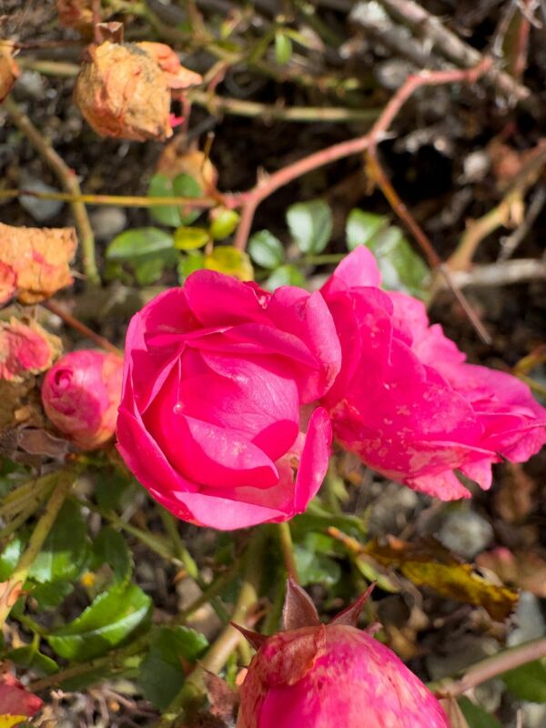 Rosa im Nahaufnahme