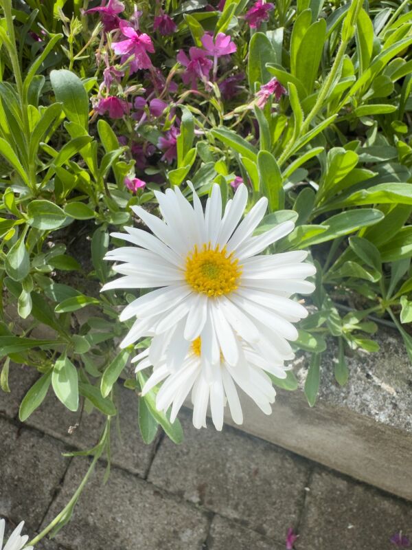 Blühende Beetbepflanzung mit weißer Blüte