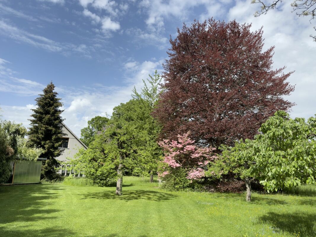 Großer grüner Garten mit Bäumen