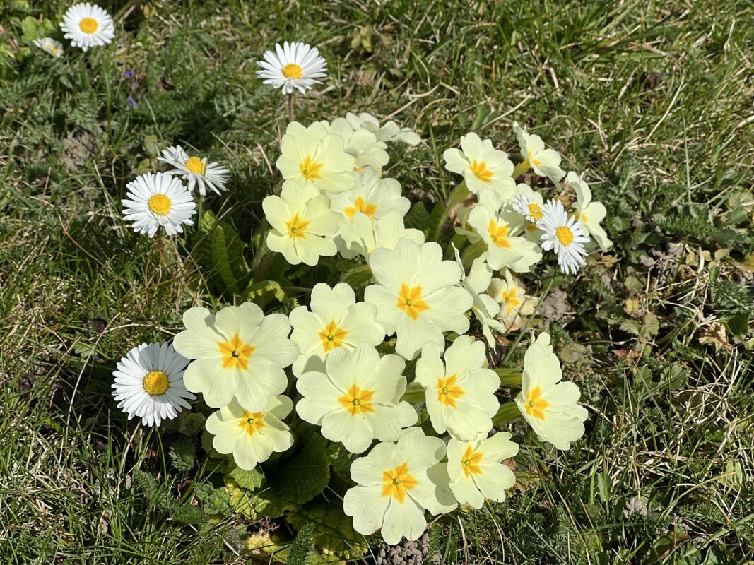 Blumen im Gras
