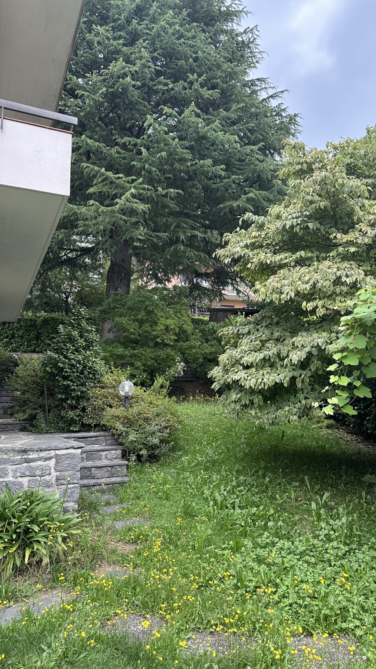 Grüner Garten mit großer Tanne