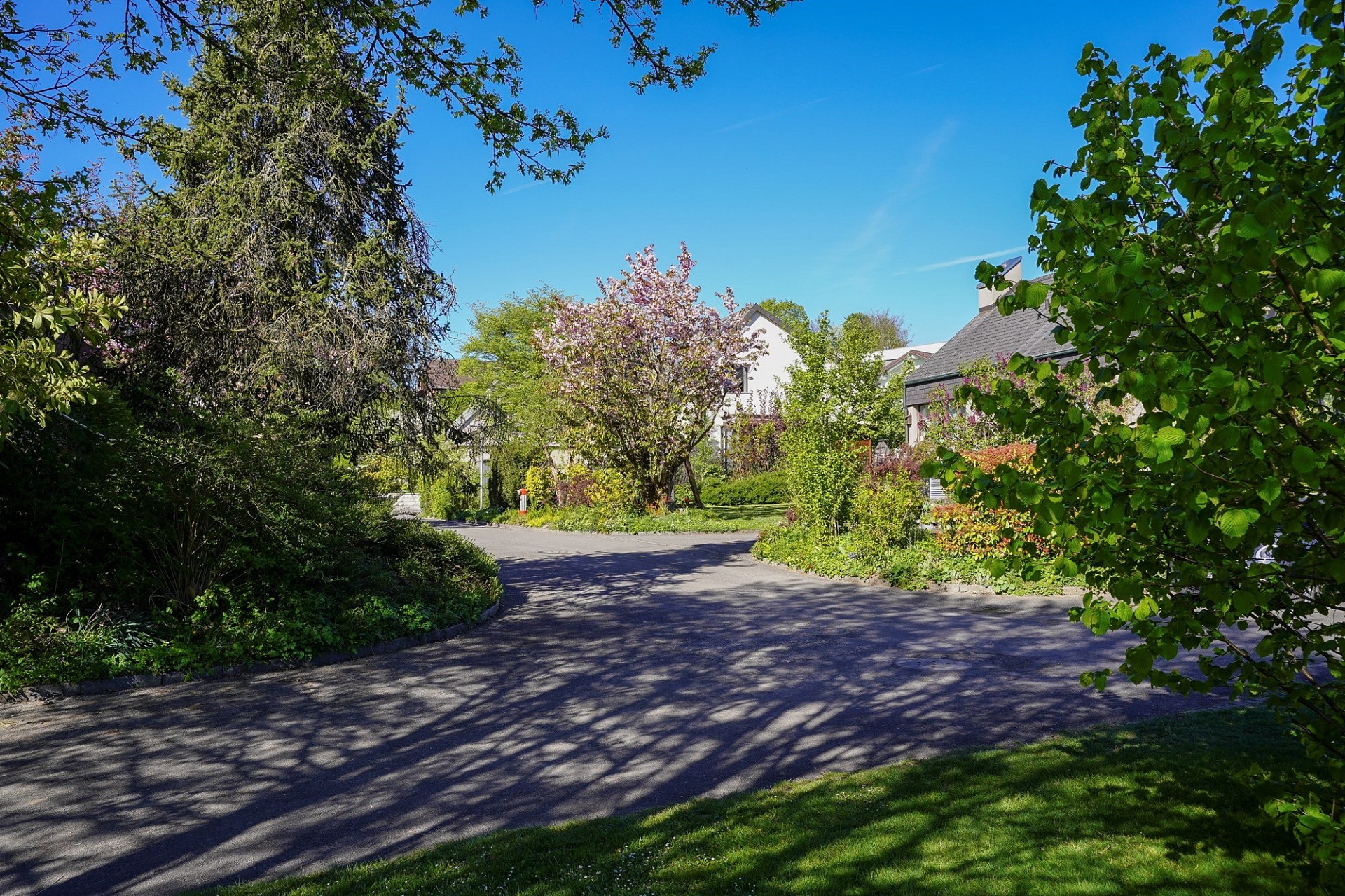 Ruhige Wohnstraße mit viel Grün