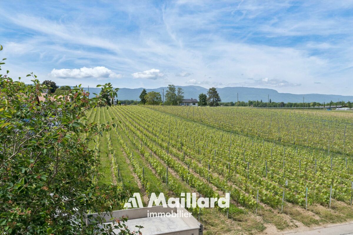 Weitläufiger Blick über ein Weinbergfeld mit Bergen im Hintergrund