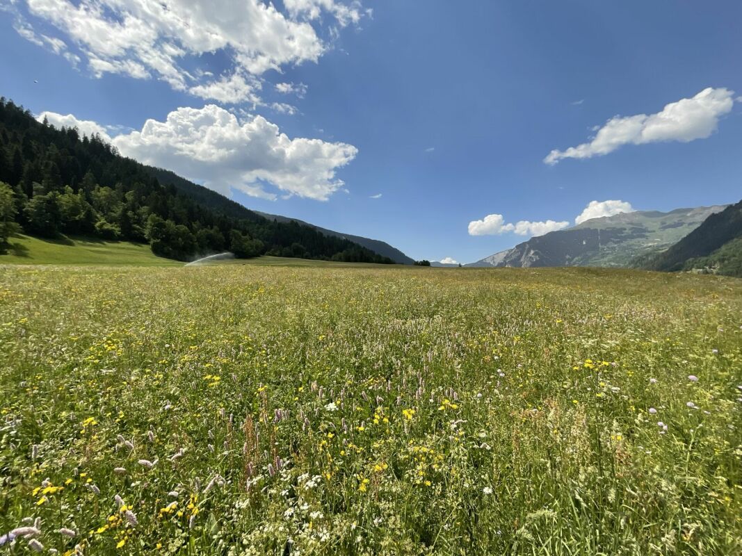 Alpenwiese mit Bergpanorama
