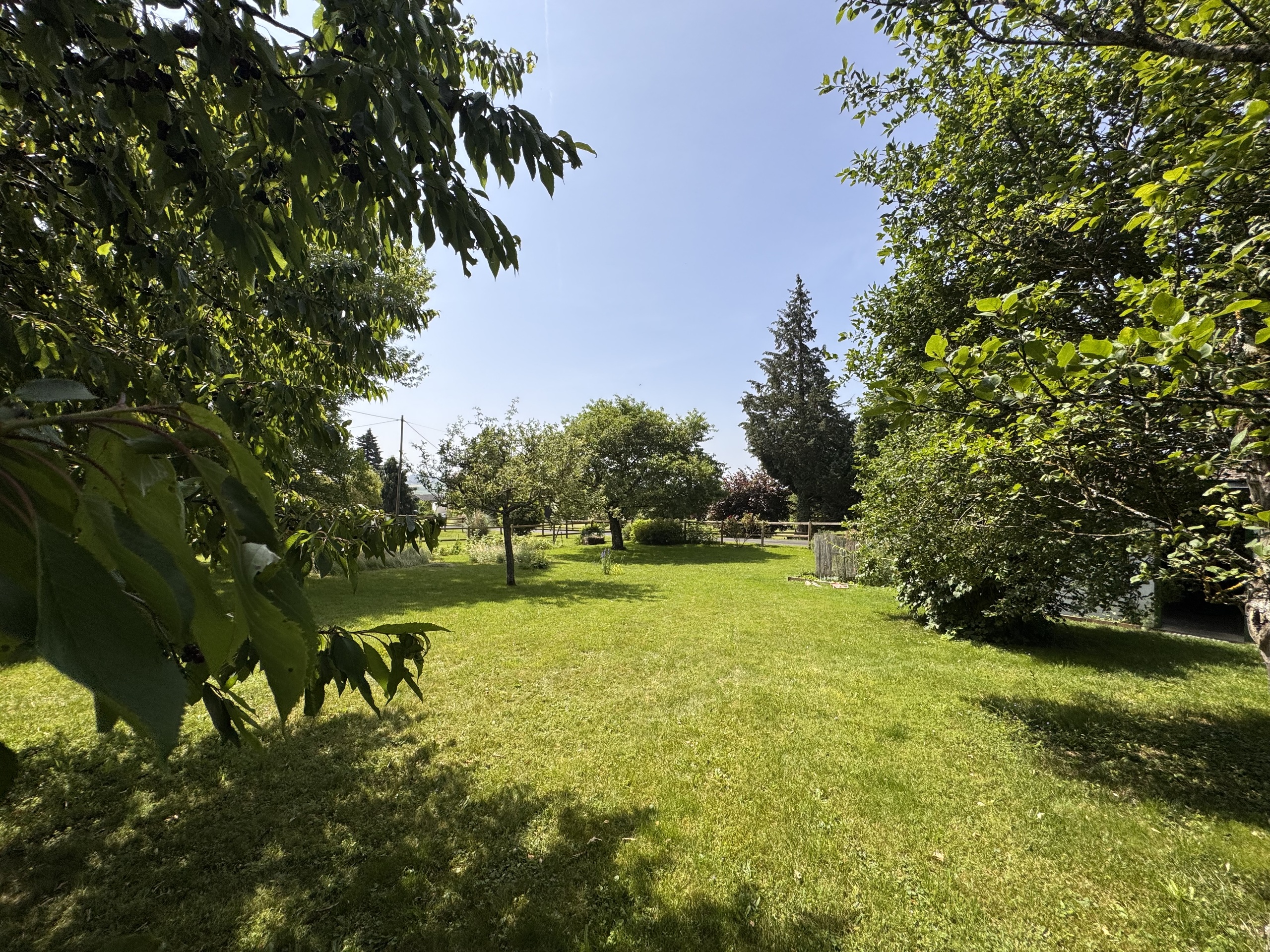 Großer grüner Garten mit Bäumen