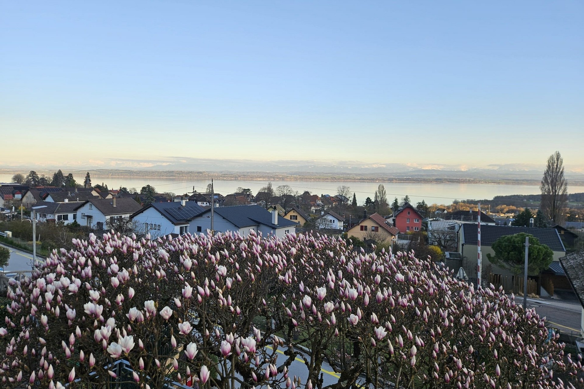 Seeblick über Wohngebiet und blühenden Baum