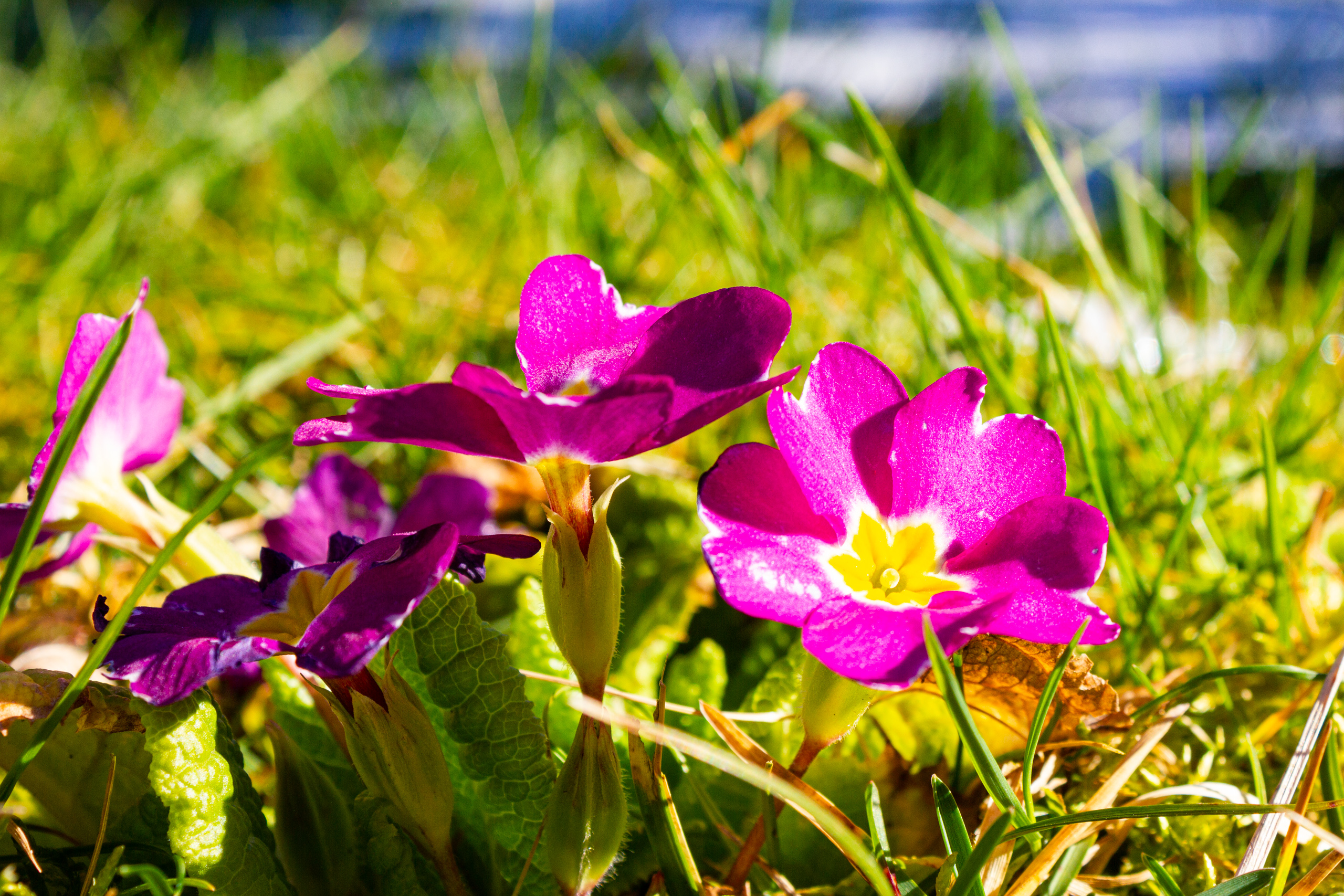 Nahaufnahme von Blumen im Gras