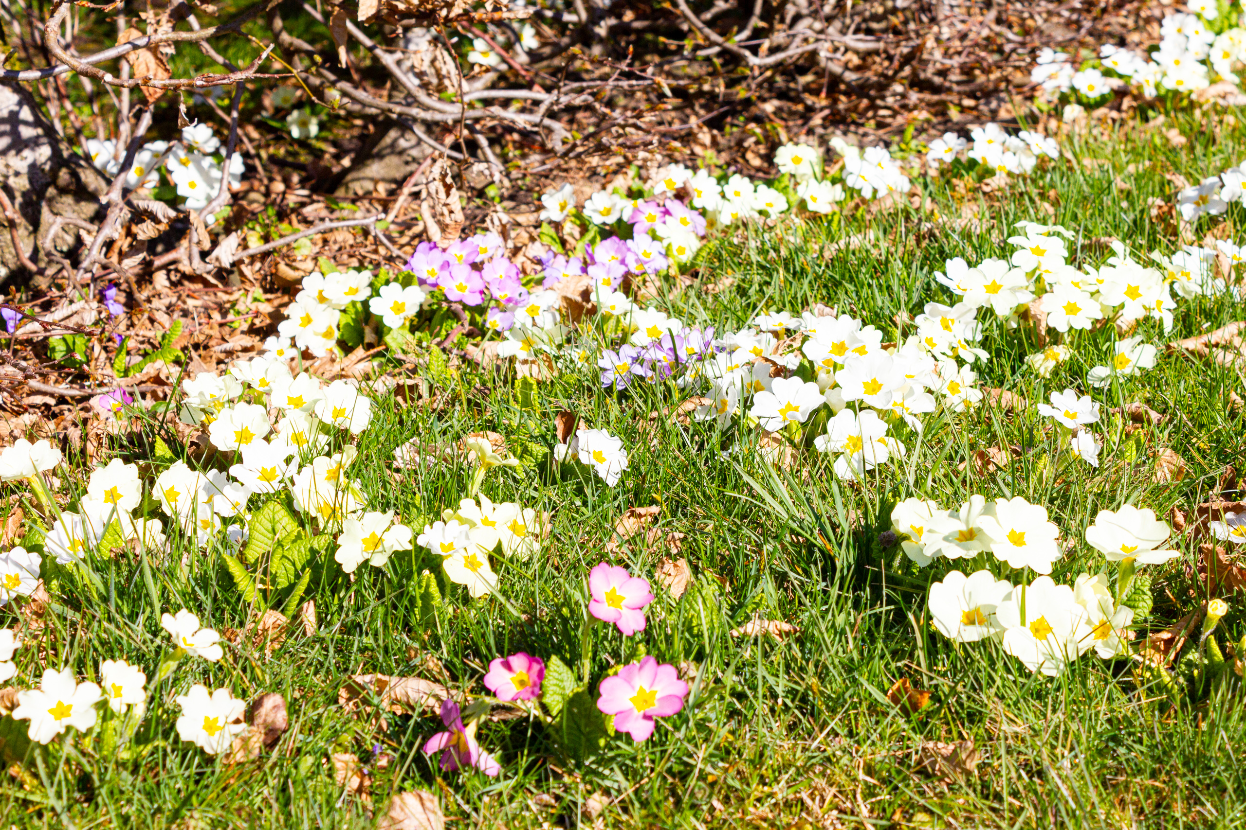 Blühende Gartenfläche mit Primeln im Gras