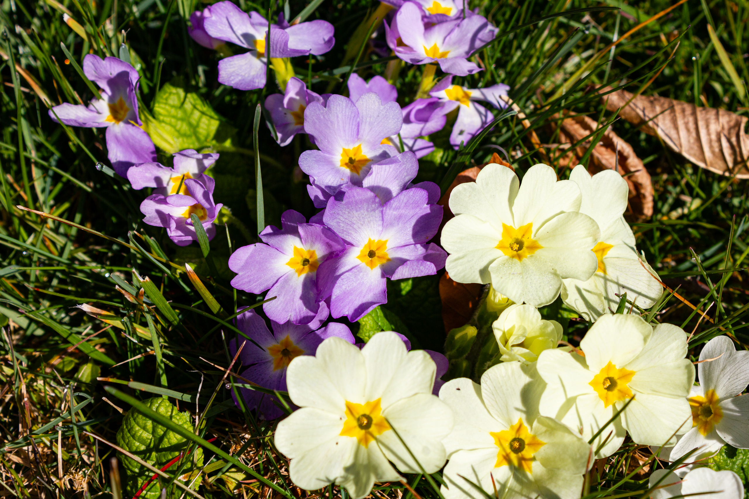Blühende Primeln im Gras