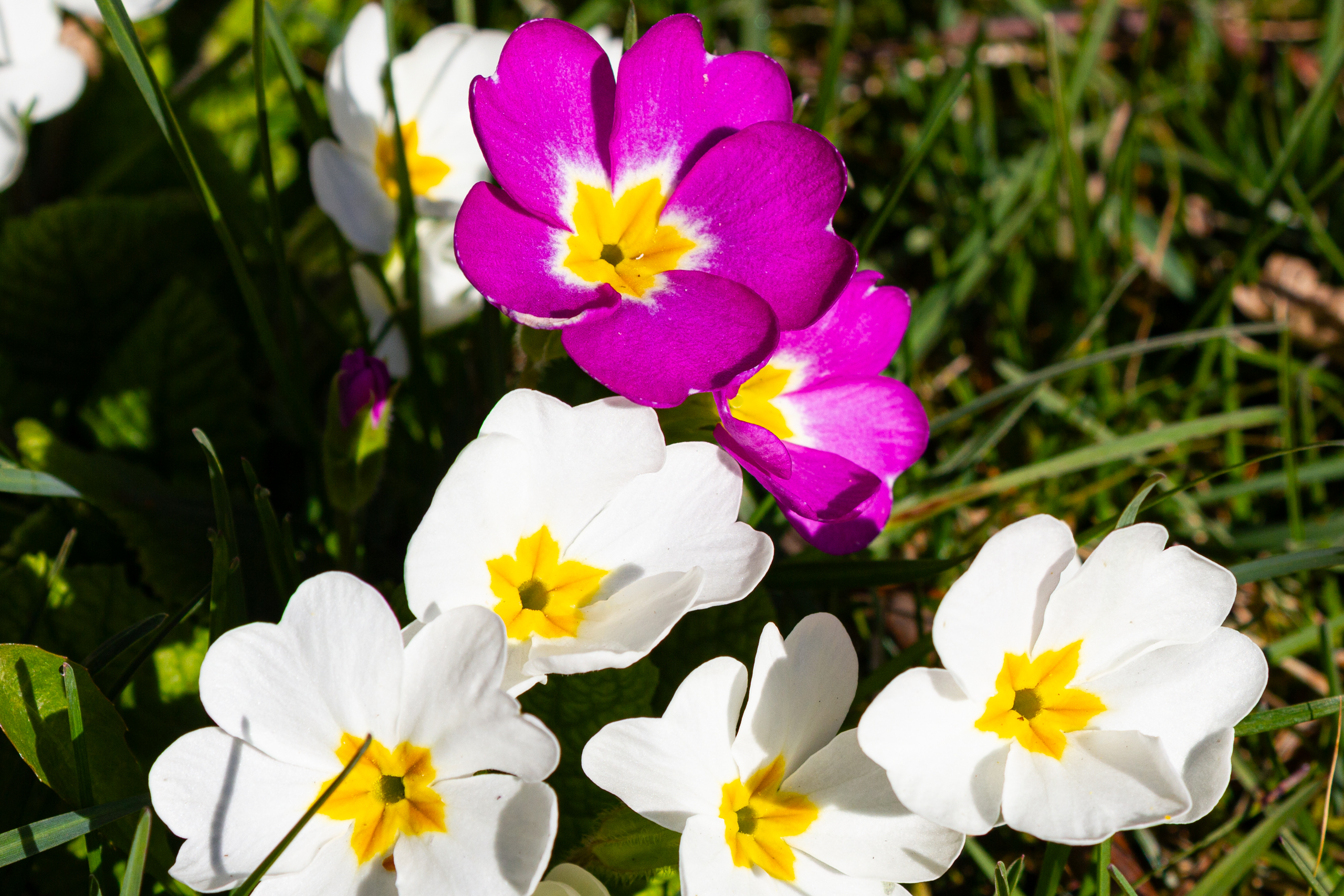 Blüten im Sonnenschein