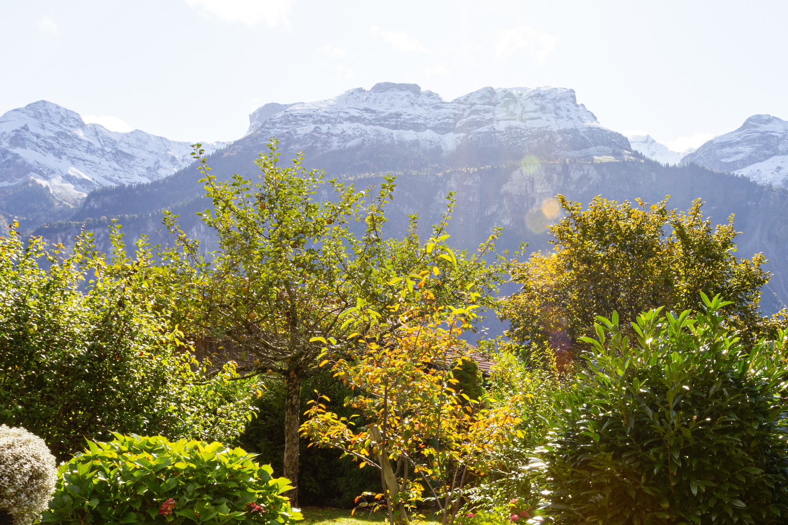 Bergblick über einen Garten