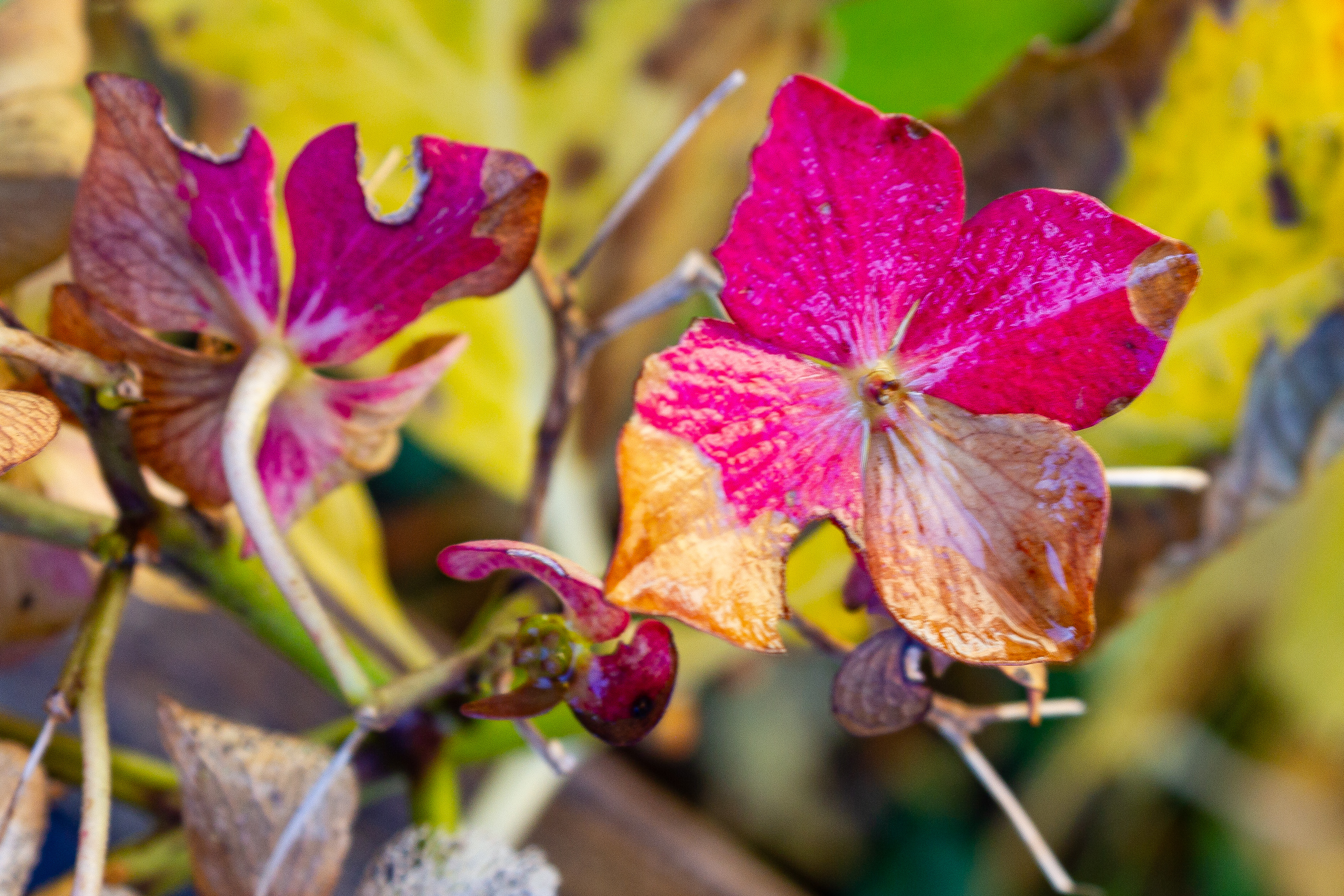 Nahaufnahme von Blüten