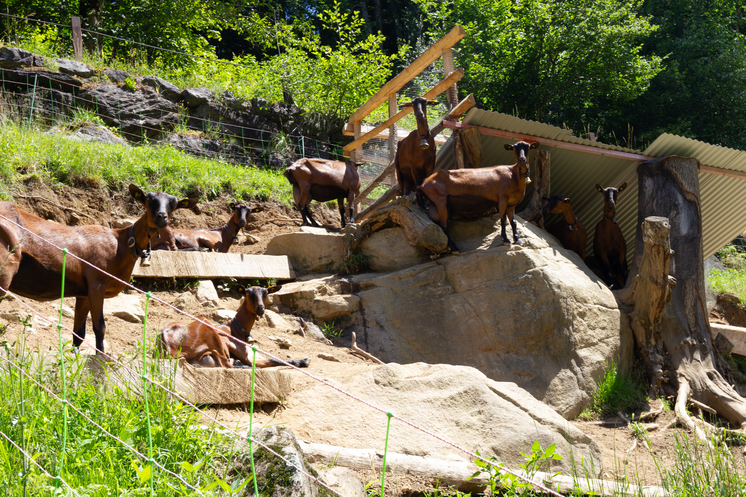 Ziegengruppe im Freigehege