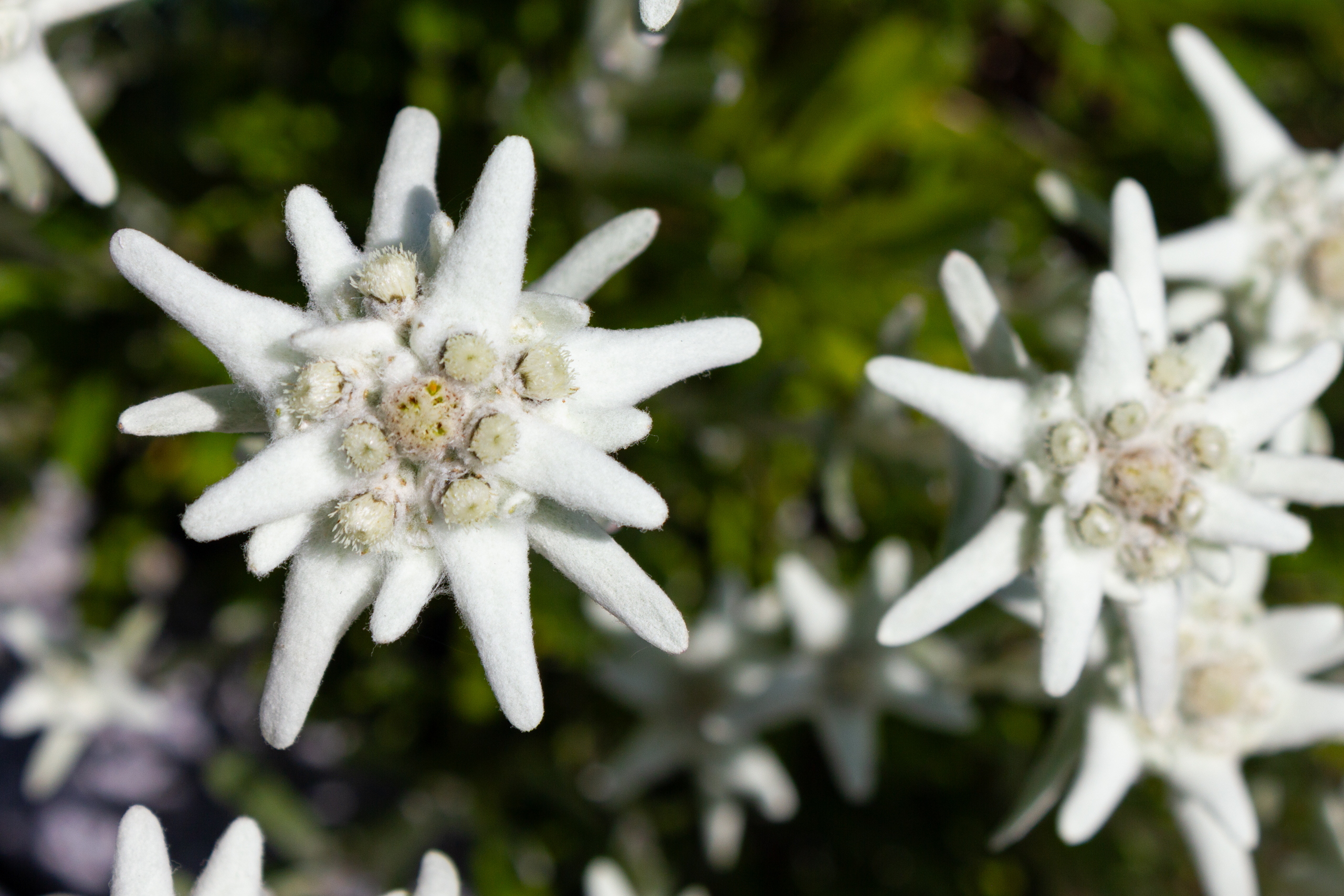 Nahaufnahme einer weißen Blüte