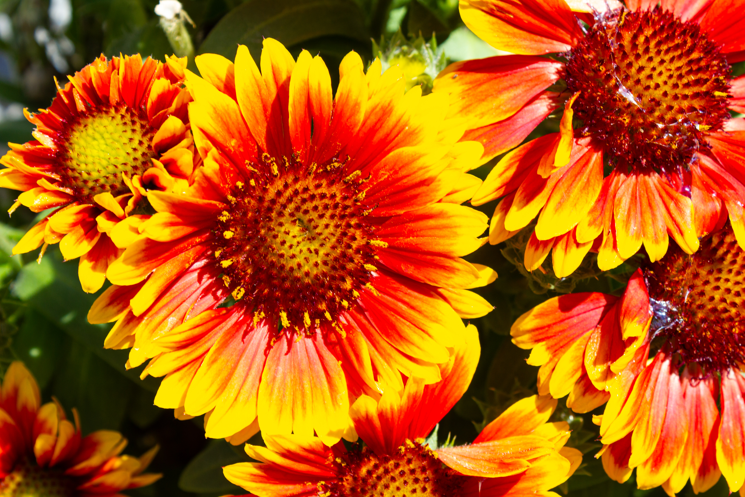 Nahaufnahme farbintensiver Blumen