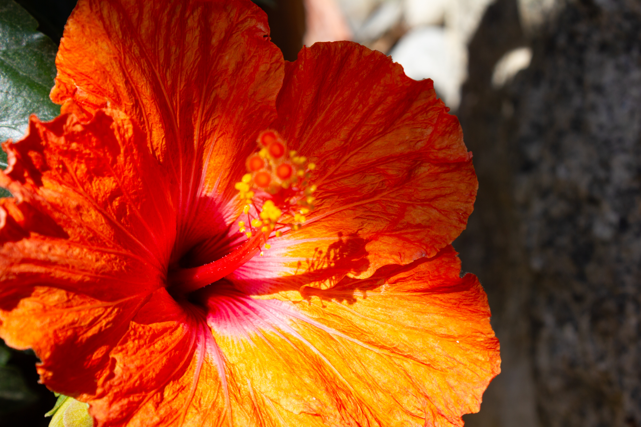 Oranger Hibiskus in Makroaufnahme